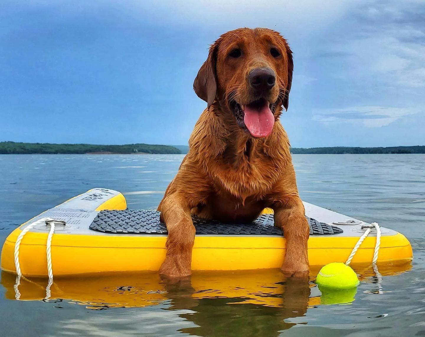 Hundplattform för vattenmiljöer